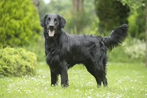 280918: Flat coated retriever dog outdoors