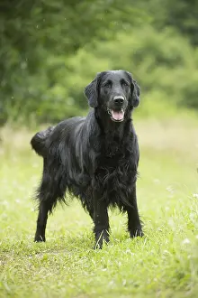 280918: Flat coated retriever dog outdoors