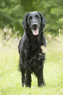 280918: Flat coated retriever dog outdoors