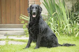 280918: Flat coated retriever dog outdoors
