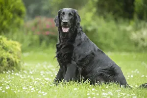 280918: Flat coated retriever dog outdoors