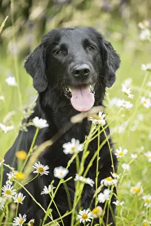 280918: Flat coated retriever dog outdoors