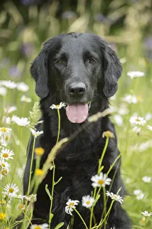 280918: Flat coated retriever dog outdoors