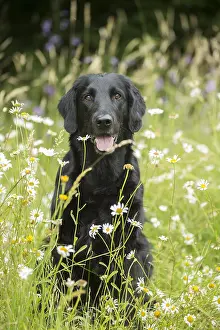 280918: Flat coated retriever dog outdoors
