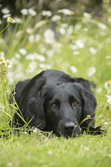 280918: Flat coated retriever dog outdoors