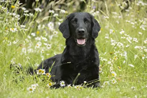 280918: Flat coated retriever dog outdoors