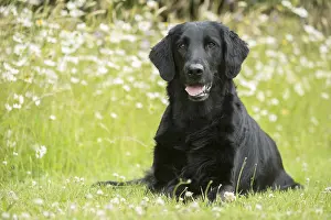 280918: Flat coated retriever dog outdoors