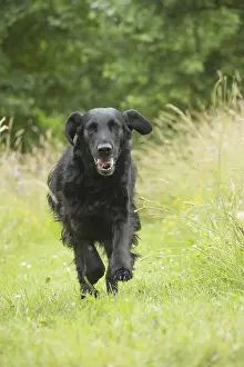 280918: Flat coated retriever dog outdoors