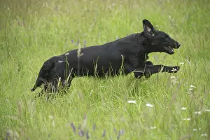 280918: Flat coated retriever dog outdoors