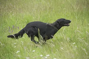 280918: Flat coated retriever dog outdoors