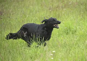 280918: Flat coated retriever dog outdoors
