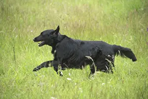 280918: Flat coated retriever dog outdoors