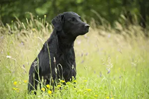 011018: Flat coated retriever dog outdoors