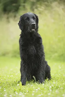 011018: Flat coated retriever dog outdoors