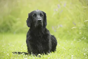 011018: Flat coated retriever dog outdoors