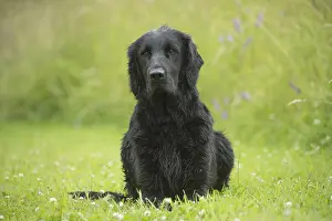 011018: Flat coated retriever dog outdoors