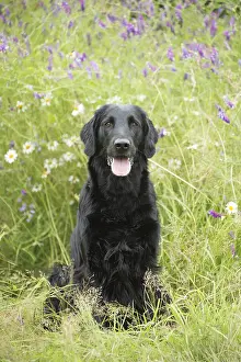 011018: Flat coated retriever dog outdoors