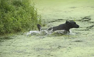 011018: Flat coated retriever dog outdoors