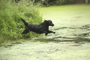 011018: Flat coated retriever dog outdoors