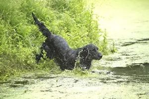 011018: Flat coated retriever dog outdoors