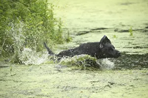 011018: Flat coated retriever dog outdoors