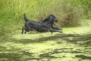 011018: Flat coated retriever dog outdoors