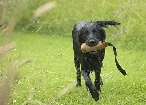 Fetch: Flat coated retriever dog outdoors