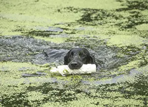 011018: Flat coated retriever dog outdoors