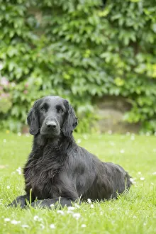 011018: Flat coated retriever dog outdoors