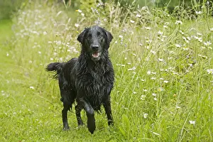 011018: Flat coated retriever dog outdoors