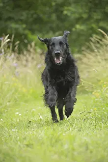 Coated: Flat coated retriever dog outdoors