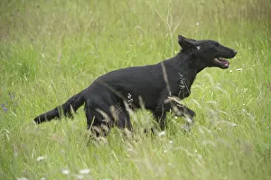 Coated: Flat coated retriever dog outdoors