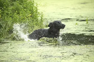 Coated: Flat coated retriever dog outdoors