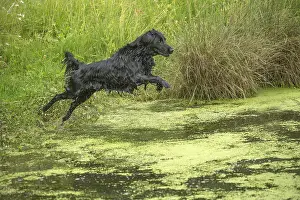 Coated: Flat coated retriever dog outdoors