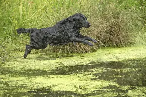 Coated: Flat coated retriever dog outdoors