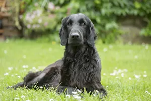 Coated: Flat coated retriever dog outdoors
