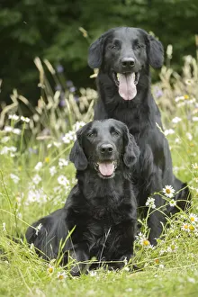 280918: Flat coated retriever dogs outdoors