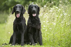 280918: Flat coated retriever dogs outdoors