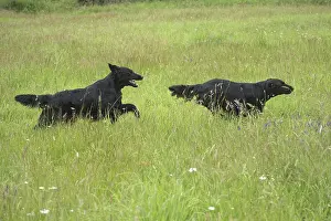280918: Flat coated retriever dogs outdoors