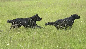 280918: Flat coated retriever dogs outdoors