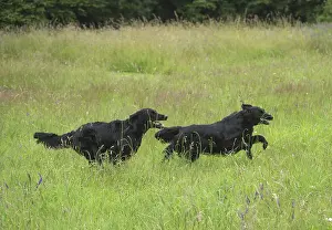 280918: Flat coated retriever dogs outdoors