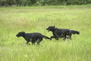 280918: Flat coated retriever dogs outdoors