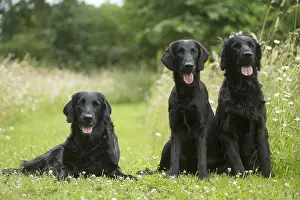 011018: Flat coated retriever dogs outdoors