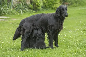 011018: Flat coated retriever dogs outdoors
