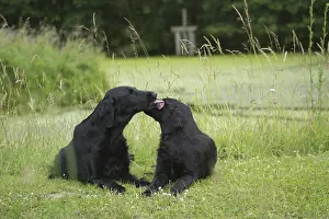 Kisses: Flat coated retriever dogs outdoors