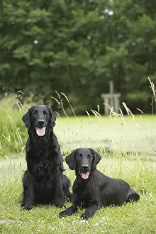 011018: Flat coated retriever dogs outdoors