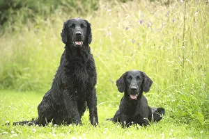 011018: Flat coated retriever dogs outdoors