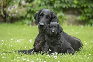 011018: Flat coated retriever dogs outdoors