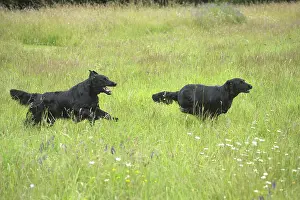 Coated: Flat coated retriever dogs outdoors