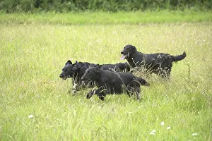 Coated: Flat coated retriever dogs outdoors